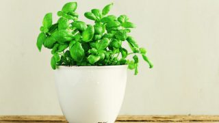 Green basil plant in a small white pot