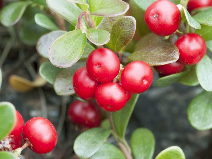 bearberry