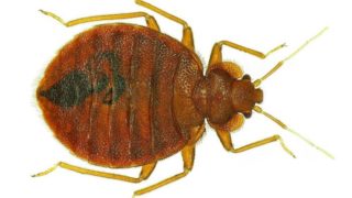 10 Essential Oils for Bug Bites & Stings