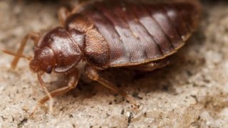 Extreme closebup of a bed bug.