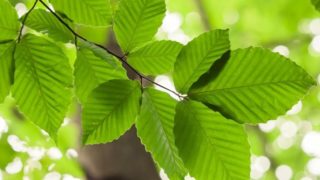 Close up of beech tree leaves in the outdoors