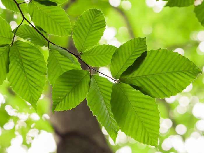 Pax On Both Houses Due To Climate Change Beech Trees Are Booming In