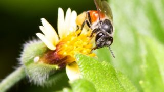 A close-up picture of a bee sitting on a flower