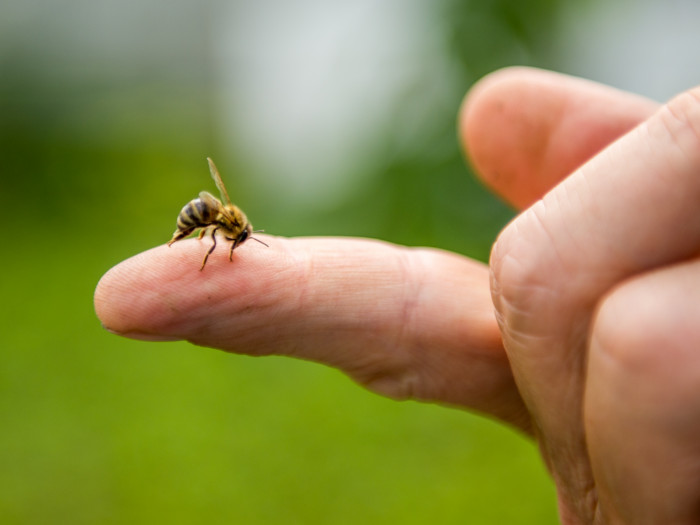 Close-up of a bee on a fingertip.