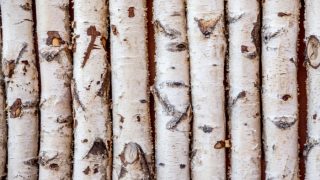 Birch tree barks