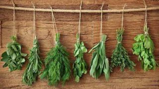 Top 16 Herbs For Health & Healing