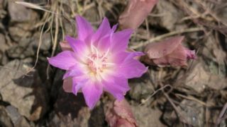 A bitterroot flower and three small buds surrounding it