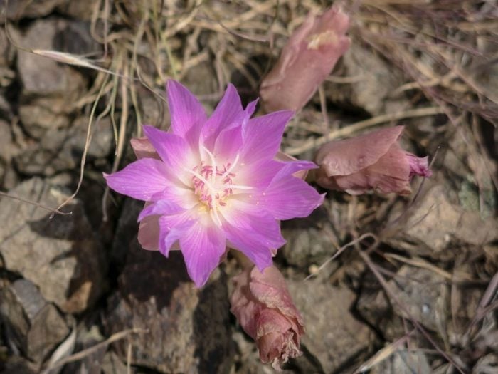 A bitterroot flower and three small buds surrounding it