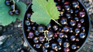 10 Potential Health Benefits of Rutin