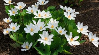 Flowering bloodroot plants on the ground