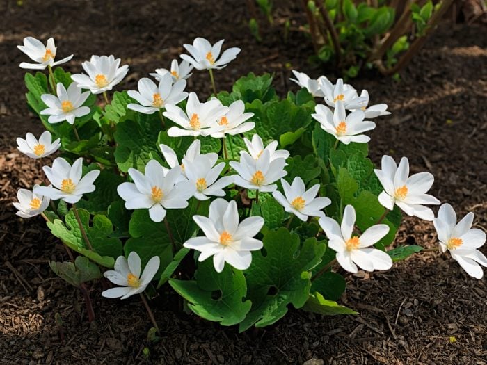bloodroot root plants plant medicinal blood benefits look used facts linear sanguinaria canadensis flower regression statistical response elements fig bronchitis
