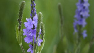 Flowering stalks of blue vervain