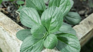 Close up of boldo leaves