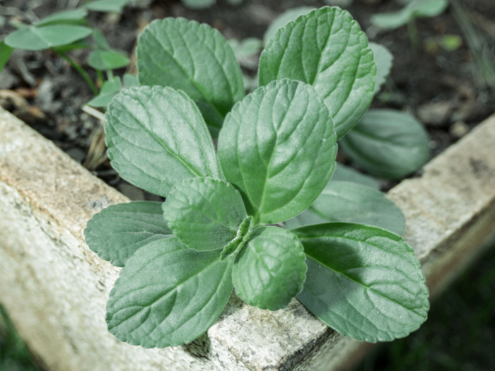 Close up of boldo leaves