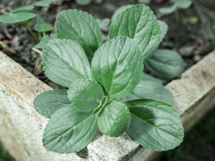Close-up shot of a plant