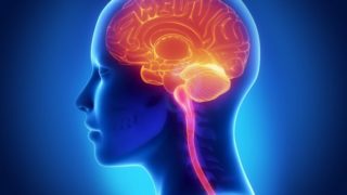 Biological illustration of a human brain