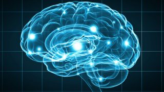 Graphic of the human brain