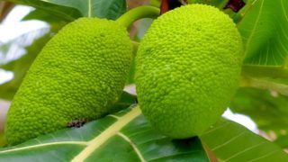 Breadfruit on a tree