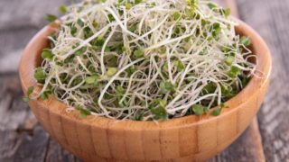 Fresh broccoli sprouts in a bowl