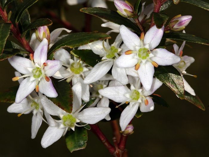 Buchu flowers on their stalk