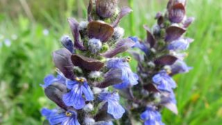 A close-up shot of bugleweed