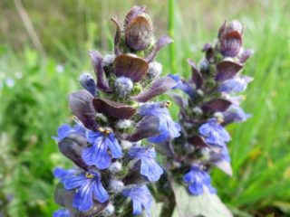 Bugleweed Roots 6 Impressive Benefits of Bugleweed | Organic Facts