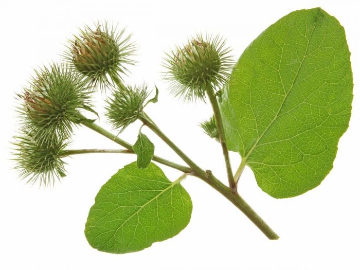 Burdock flowers isolated on a white background