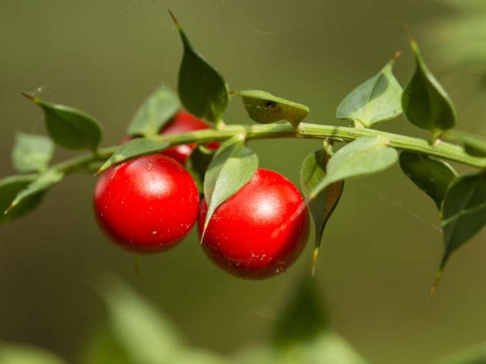 Butcher's broom fruits in a garden