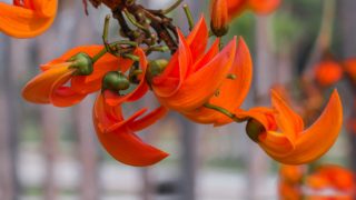 Butea superba plant with a blurred background