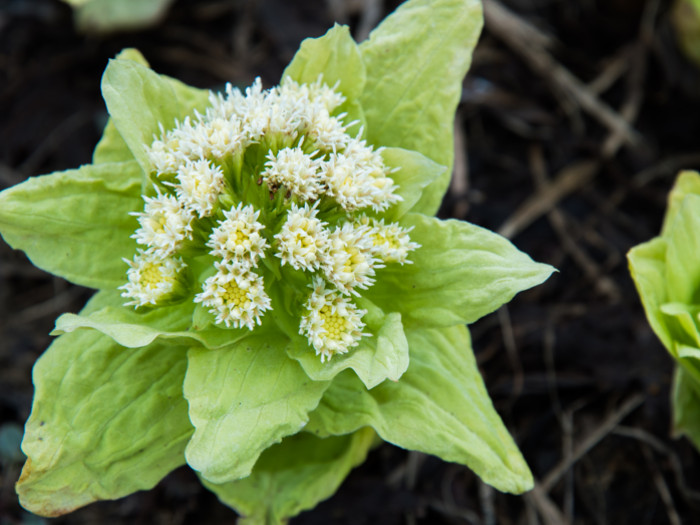 7 Surprising Benefits of Butterbur Organic Facts