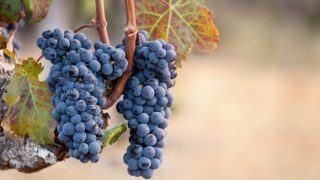 Cabernet Franc grapes hanging from a branch
