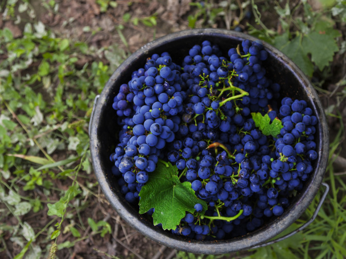 Close-up image of cabernet sauvignon grapes