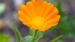 Close-up of a marigold flower