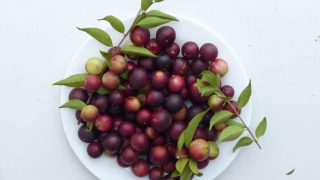 A white bowl filled with fresh camu camu fruits placed on a white table