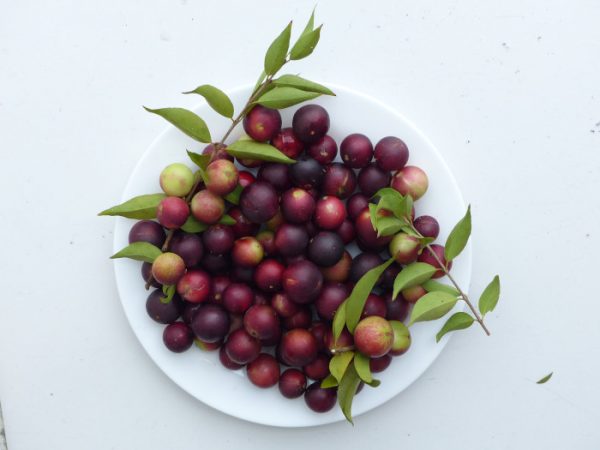 camu camu herb