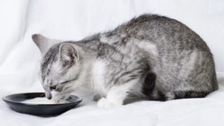A cat drinking milk on a white background