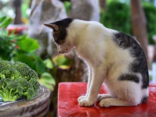 Can Cats Eat Any Type Human Food Can Cats Eat Any Type Human Food