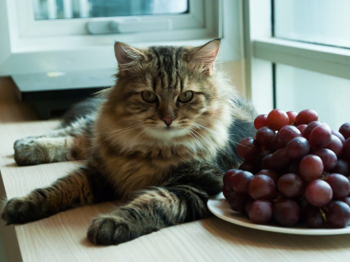 can cats eat grape stems