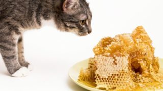 A cat looking at a pile of honeycomb