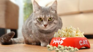 A cat squatting in front of a feed bowl full of popcorn on a wooden floor