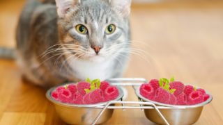 Close-up of a cat with a couple of feeding bowls full of strawberries.