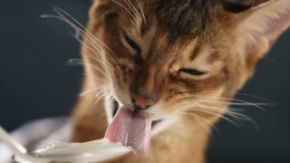 A cat licking yogurt off a spoon