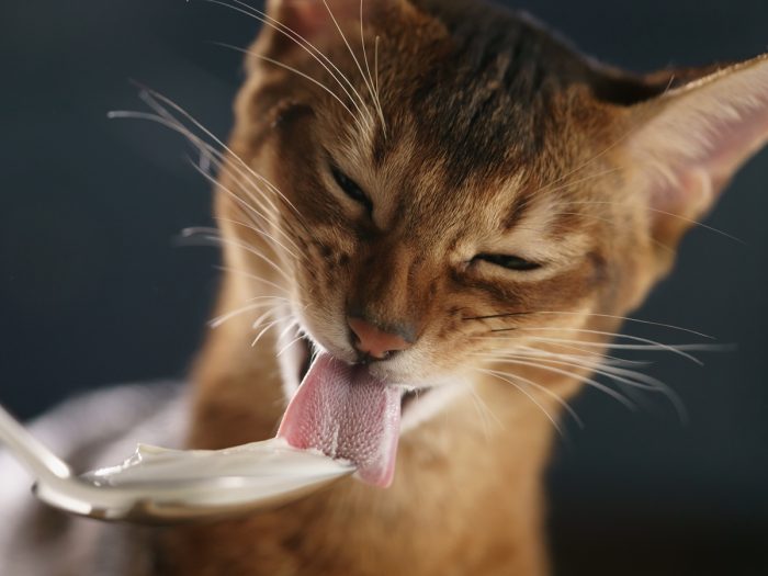 Can Cats Eat Yogurt Organic Facts