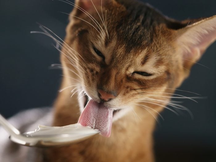 Can Cats Eat Yogurt | Organic Facts