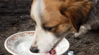 Can Dogs Drink Milk