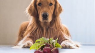 A dog sitting in front of beets