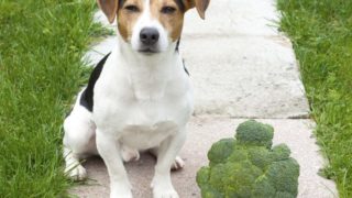 can dogs eat turmeric organic facts can dogs eat turmeric organic facts