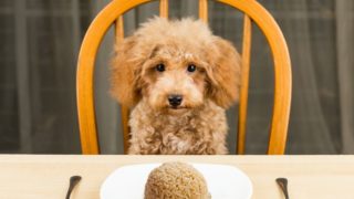 A dog sitting on a chair facing a table with a plate of brown rice, fork, and spoon in front.