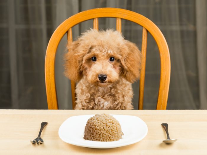 A dog sitting on a chair facing a table with a plate of brown rice, fork, and spoon in front.