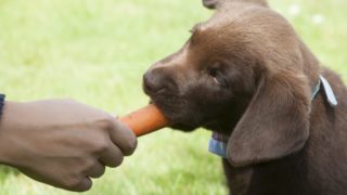 A puppy trying to cut on carrot